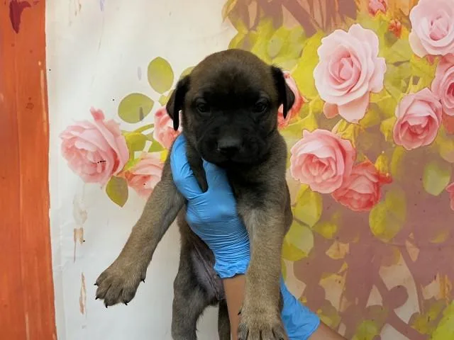 A baby small-sized female Pit Bull Terrier dog named Shasta for adoption in San Bernardino, CA