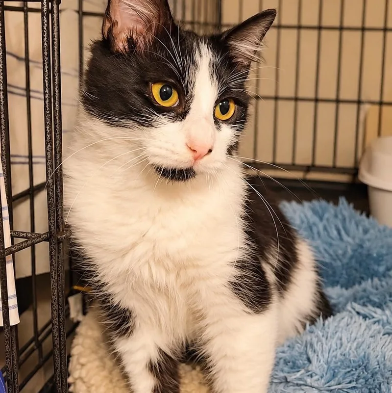 A baby medium-sized male Black Domestic Long Hair cat named Preacher N.  Fluffy for adoption in New York, NY