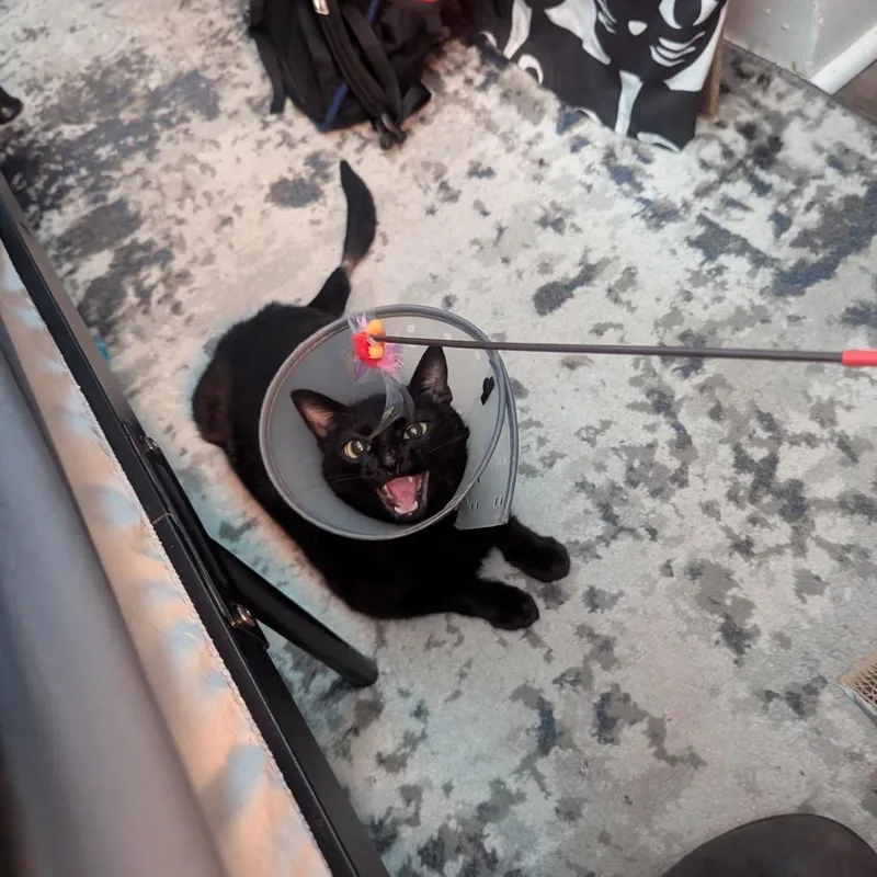 A young medium-sized female Black Domestic Short Hair cat named Anchovy for adoption in Baltimore, MD