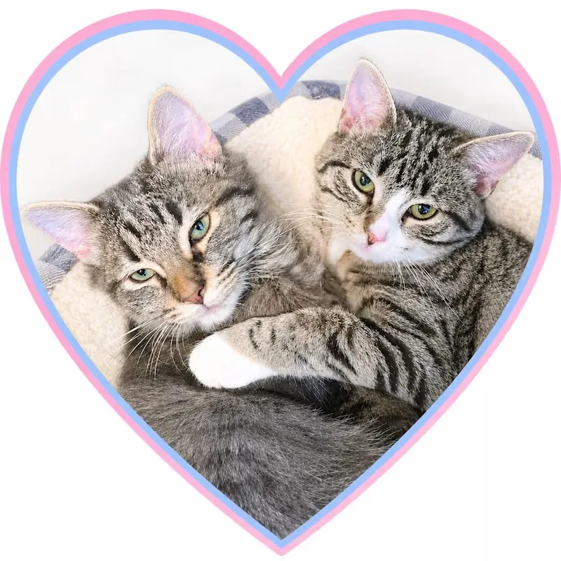 A baby medium-sized male Tabby (Brown / Chocolate) Domestic Medium Hair cat named Boysenberry for adoption in Greensboro, NC