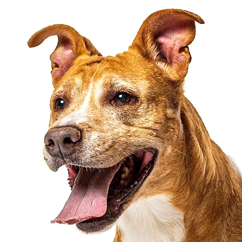 A senior medium-sized female Golden Mixed Breed dog named Copper for adoption in Reno, NV