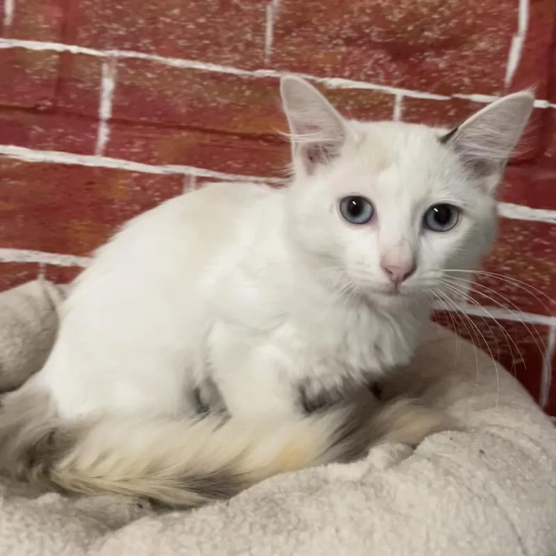 A baby small-sized female White Domestic Short Hair cat named Annie for adoption in Laredo, TX