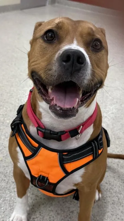 An adult medium-sized female Pit Bull Terrier dog named Tiki for adoption in Fishers, IN