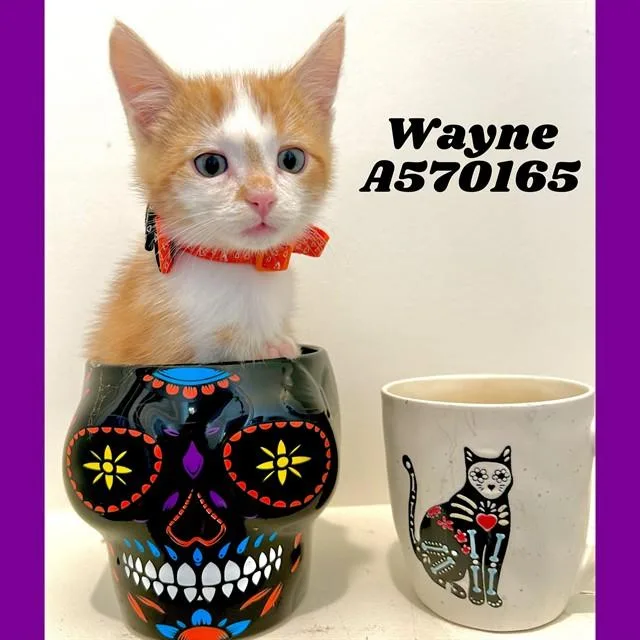 Wayne