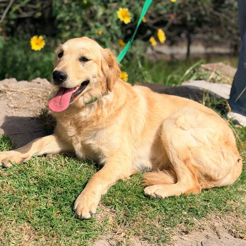 A young medium-sized female Golden Retriever dog named Lisa for adoption in Manvel, TX