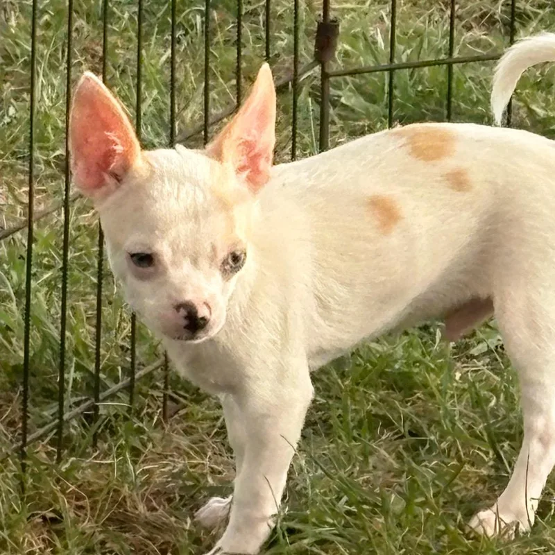 A baby small-sized male Chihuahua dog named Cider for adoption in Hudson, IL