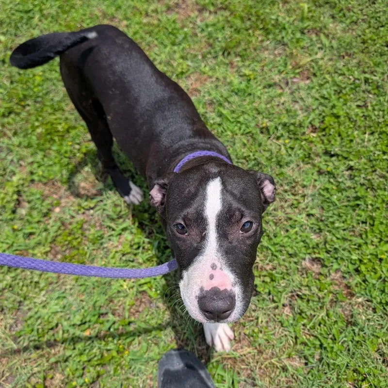 A baby medium-sized male Black Mixed Breed dog named Storm for adoption in Leander, TX