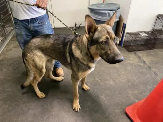 An adult large-sized male German Shepherd Dog dog named George for adoption in Los Angeles, CA