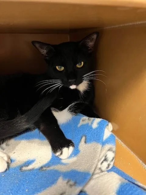 A baby medium-sized male Black & White / Tuxedo Domestic Short Hair cat named Snoopy for adoption in Anoka, MN