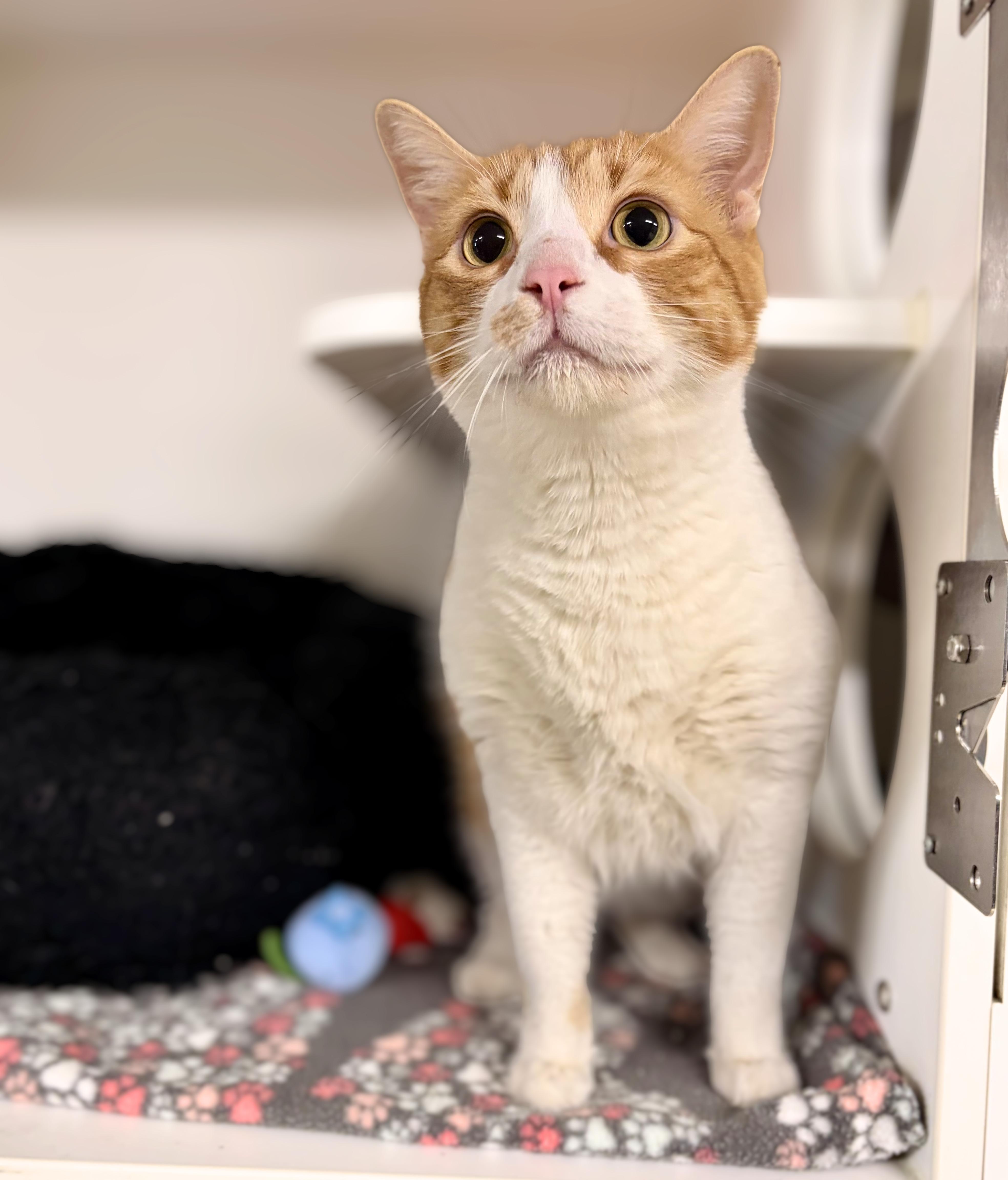 An adult medium-sized male Tabby (Orange / Red) Domestic Short Hair cat named Stokley for adoption in Seville, OH