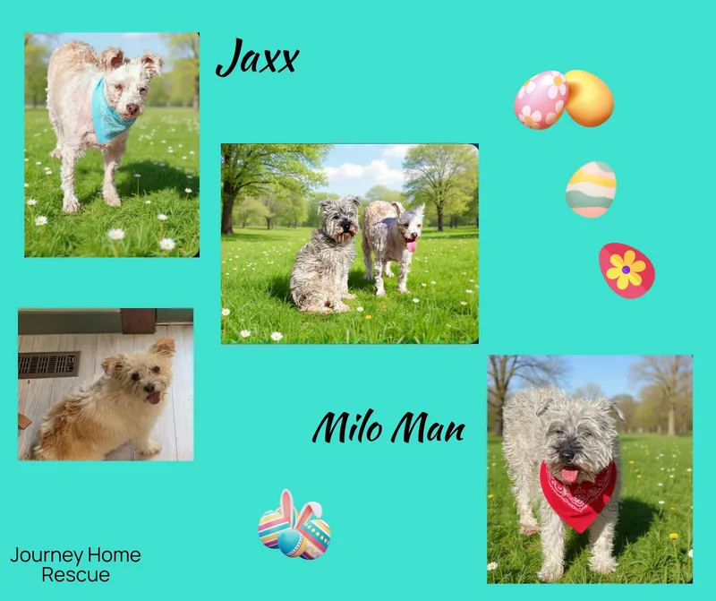 Jaxx thumbnail 2