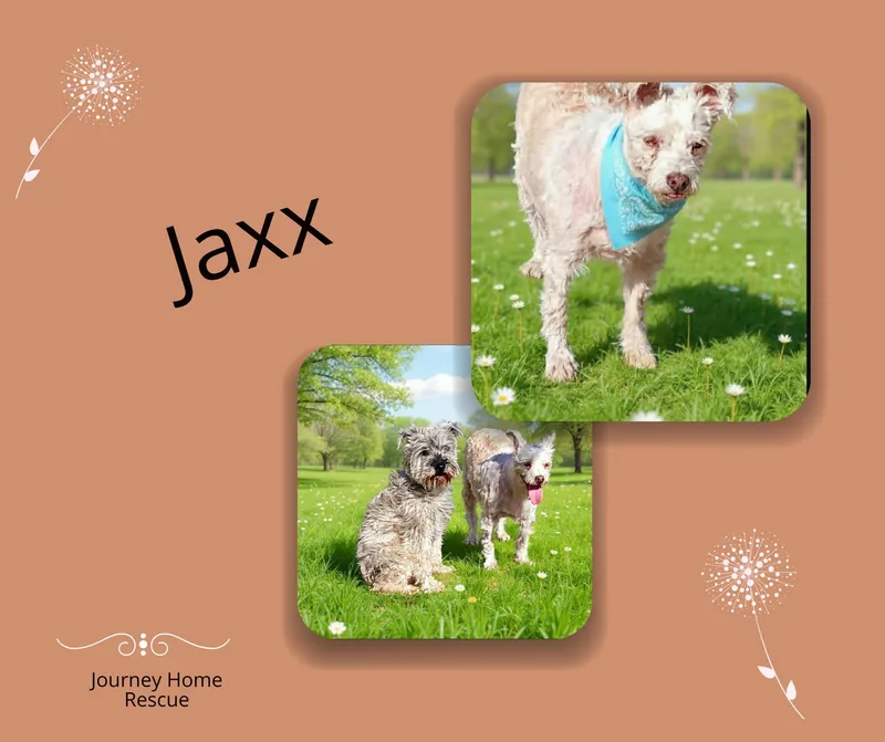 Jaxx