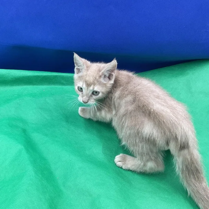 A baby small-sized male Cream / Ivory Domestic Short Hair cat named Mango for adoption in Gonzales, LA