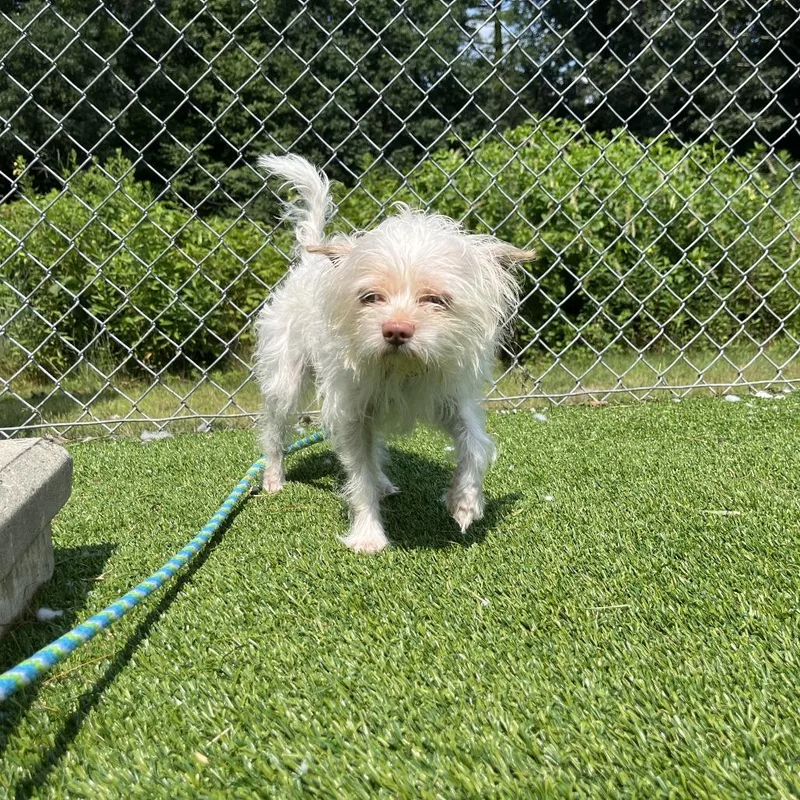A young small-sized male White / Cream Chihuahua dog named Nico for adoption in Bedford, NH
