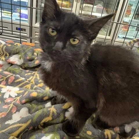 A young medium-sized female Black Domestic Short Hair cat named Baylor for adoption in Porter, TX