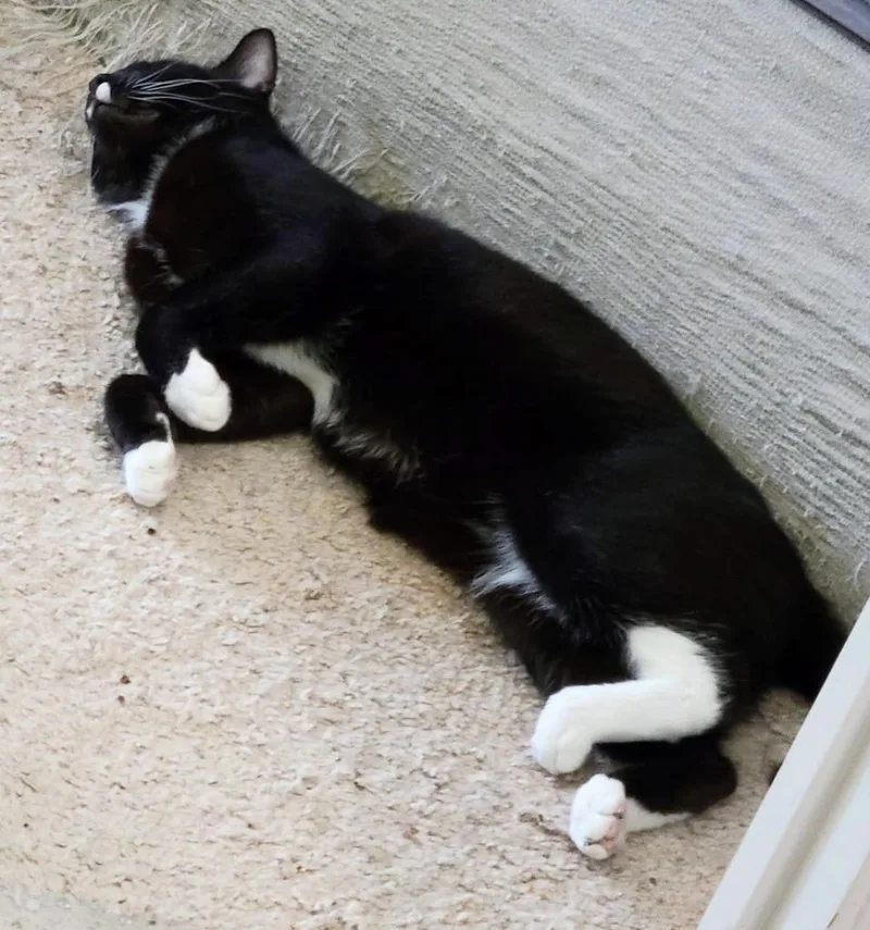 A young medium-sized male Domestic Short Hair cat named Jerry for adoption in Evans, GA