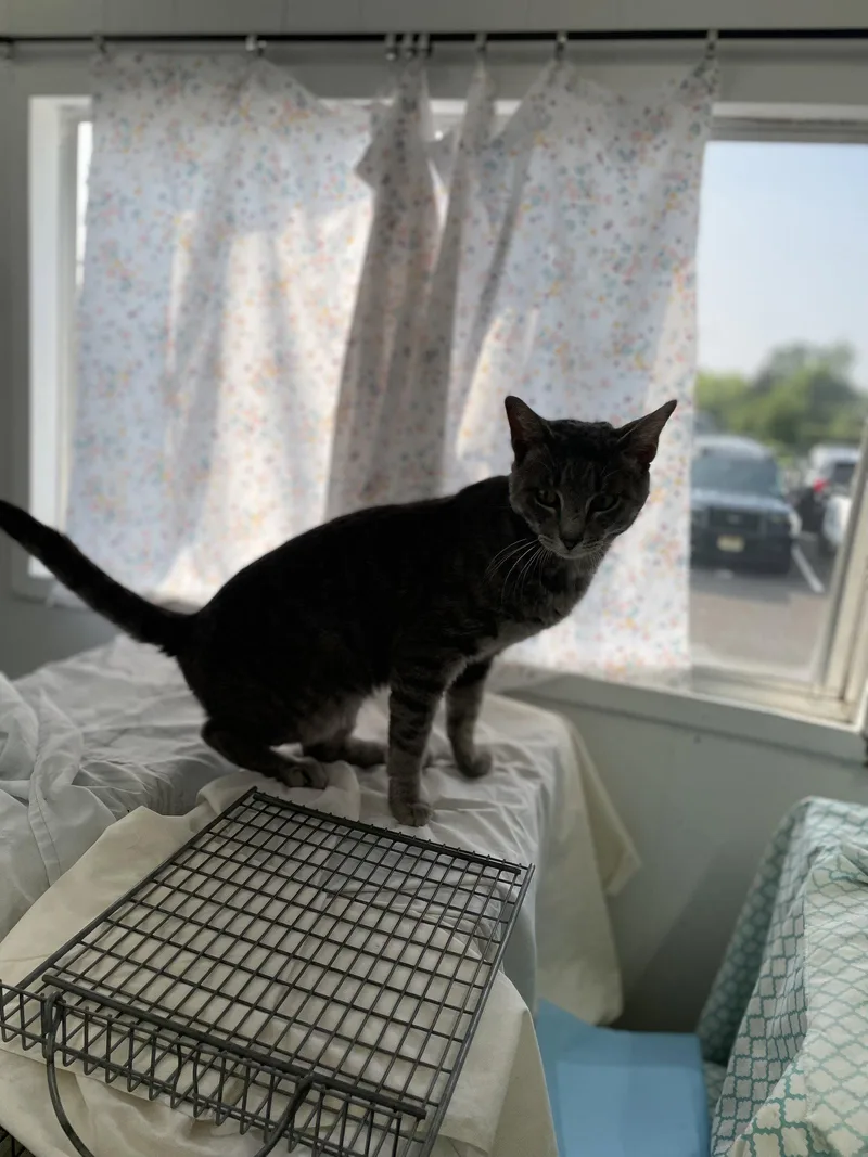 An adult medium-sized male Domestic Short Hair cat named Kaiden for adoption in Trenton, NJ