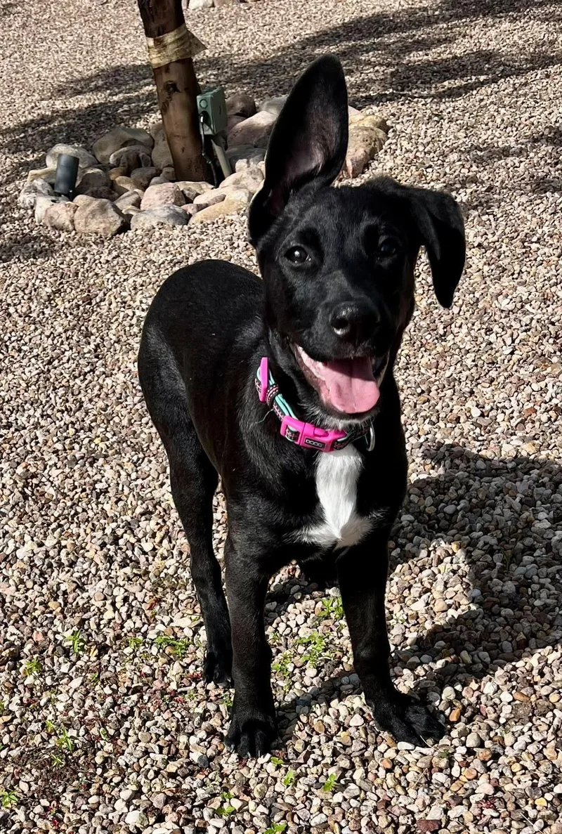 A baby medium-sized female Black Labrador Retriever dog named Tippi for adoption in Austin, TX