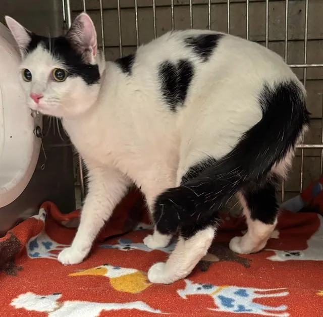 A young medium-sized female Domestic Short Hair cat named Jiji for adoption in Baldwin Park, CA