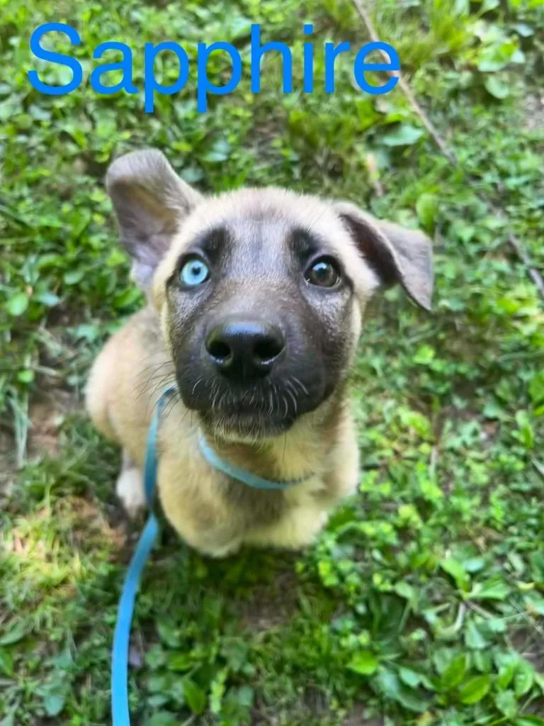 A baby small-sized female German Shepherd Dog dog named Sapphire for adoption in Princeton, IN