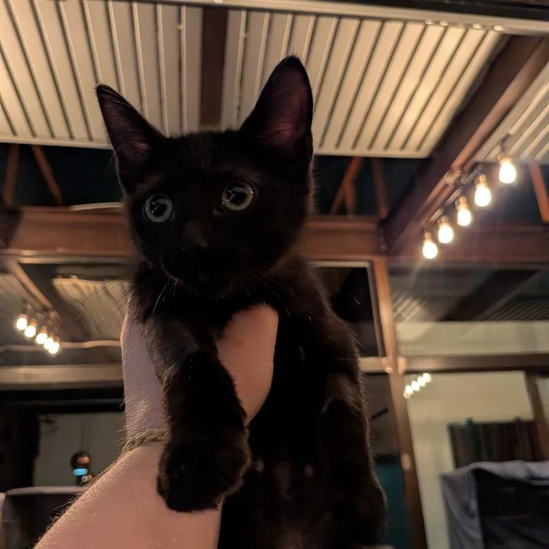A baby small-sized female Black Domestic Short Hair cat named Orla for adoption in New York, NY