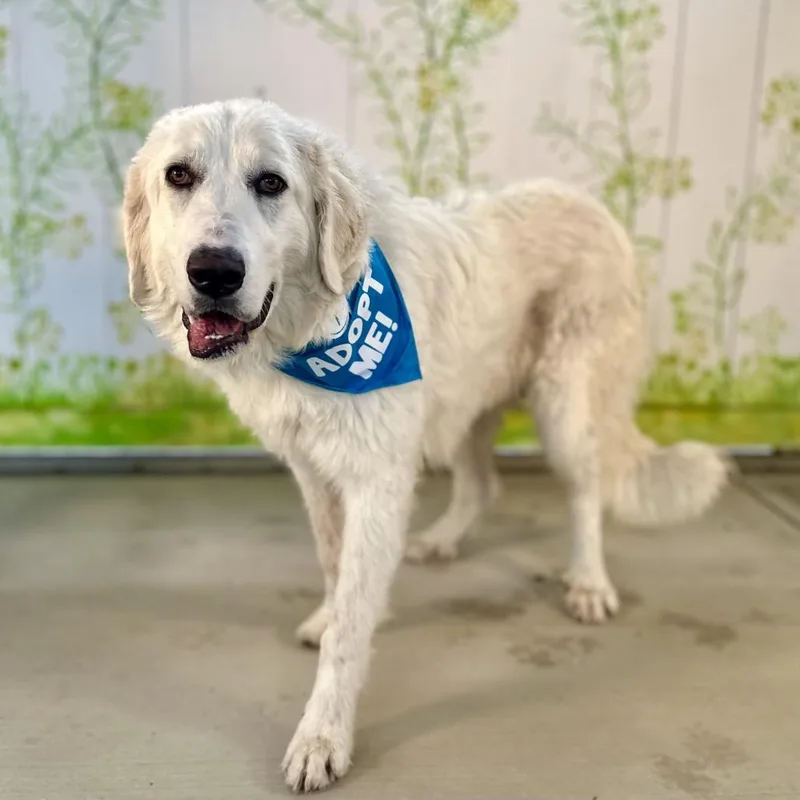 An adult medium-sized female White / Cream Great Pyrenees dog named Celeste for adoption in Pacific Grove, CA