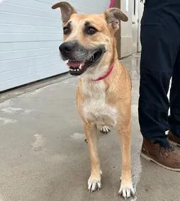 An adult medium-sized female Mixed Breed dog named Peanut Butter for adoption in West Chester, PA