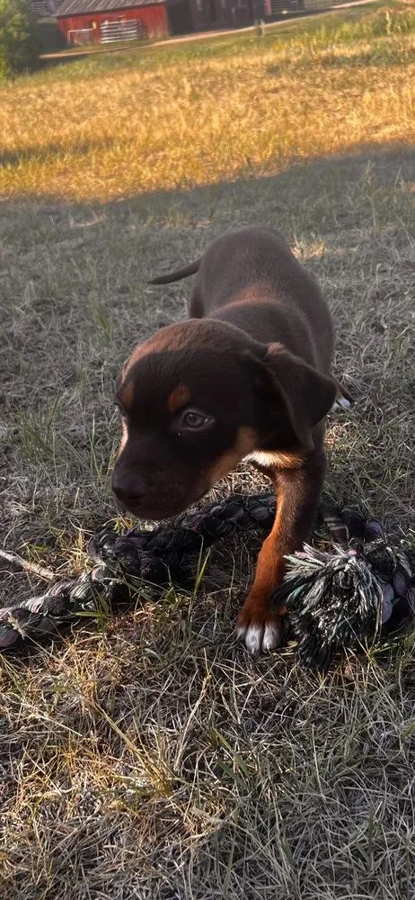 Amos