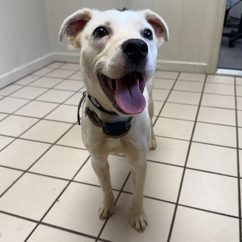 A young medium-sized female White / Cream Terrier dog named Dolly for adoption in Tuscaloosa, AL