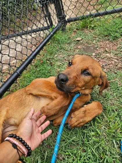An adult medium-sized male Mixed Breed dog named Whiskey for adoption in West Chester, PA