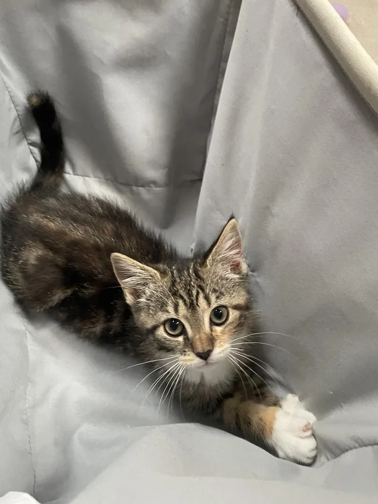 A baby small-sized female Tabby cat named Superfudge for adoption in Cary, NC