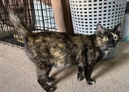 A young small-sized female Domestic Short Hair cat named Tulu for adoption in Wilkesboro, NC