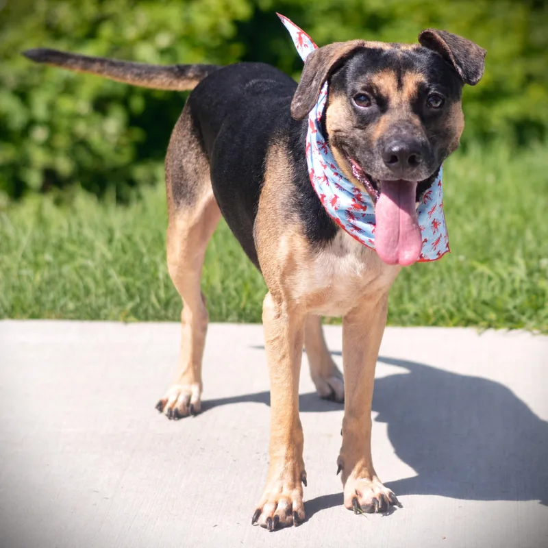 An adult medium-sized male Bicolor Hound dog named Pepe for adoption in Amsterdam, NY