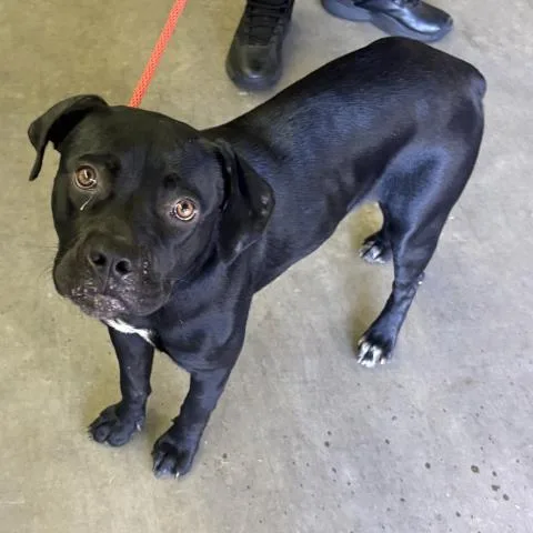 A young medium-sized female Mixed Breed dog named Zola for adoption in Pensacola, FL