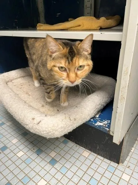 An adult medium-sized female Calico cat named Ally for adoption in Oakland, MD