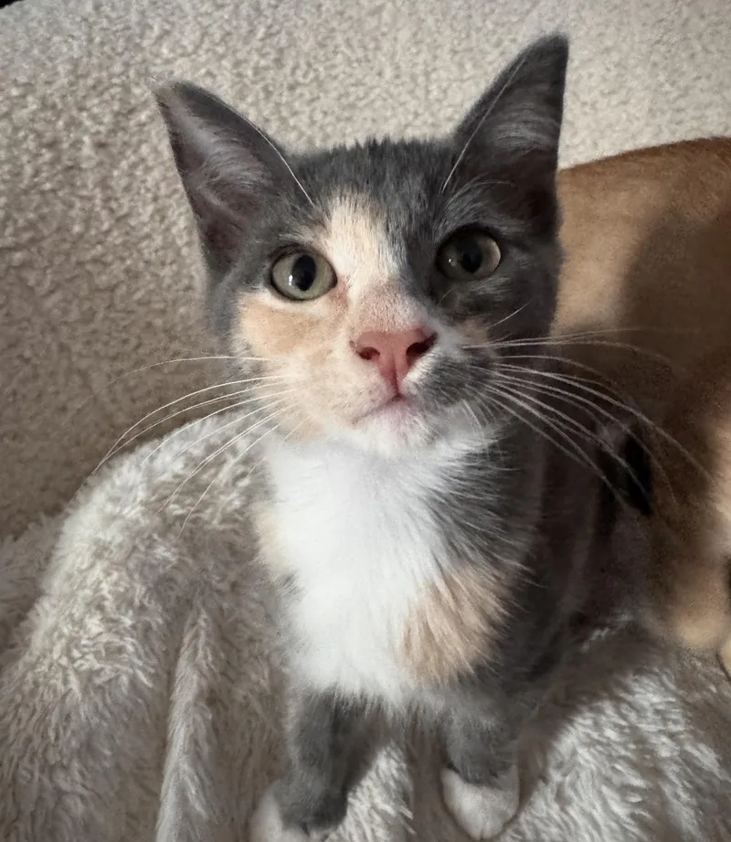 A baby medium-sized female Dilute Calico Domestic Short Hair cat named Peaches for adoption in Austin, TX