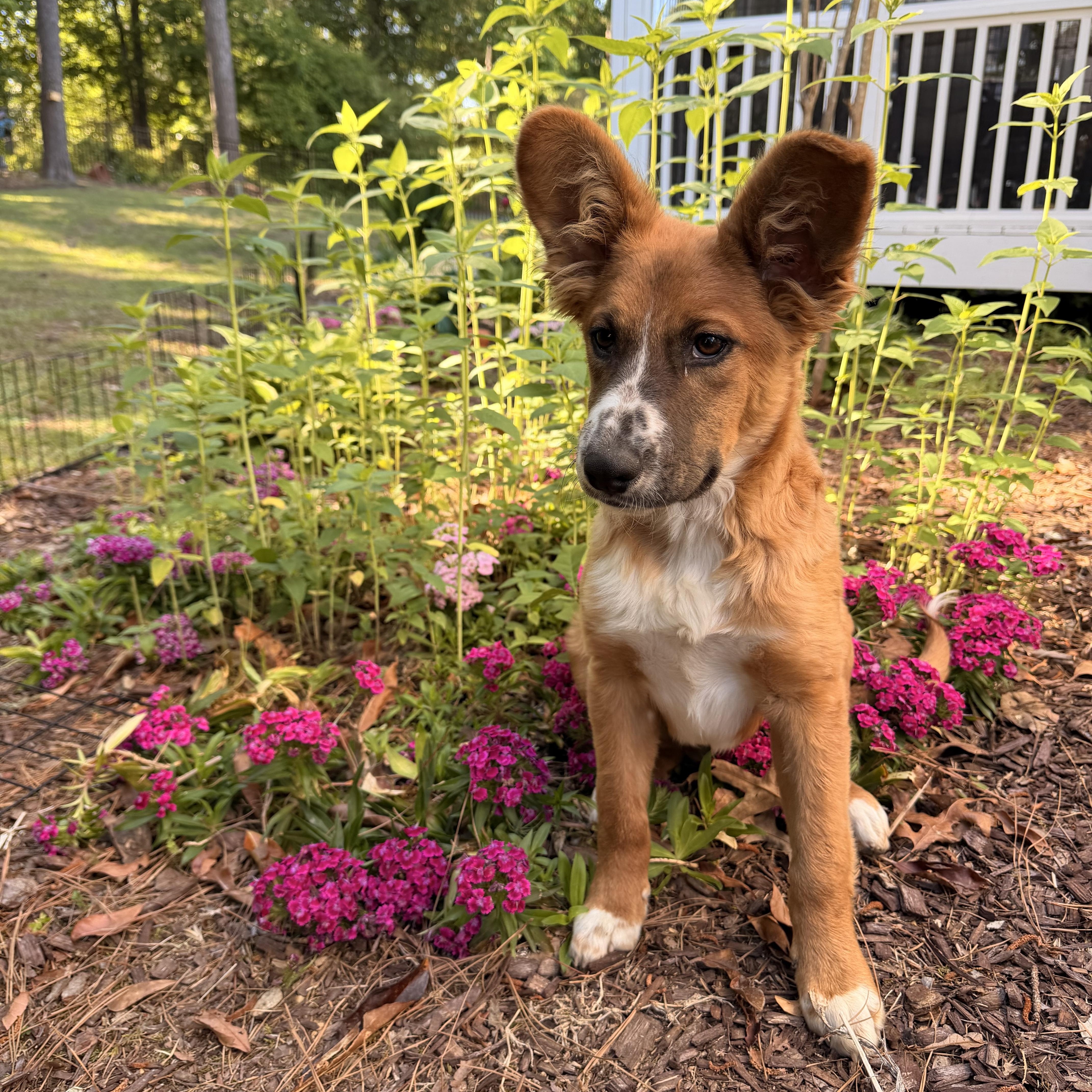 A baby medium-sized male Corgi dog named Osito for adoption in Fuquay Varina, NC