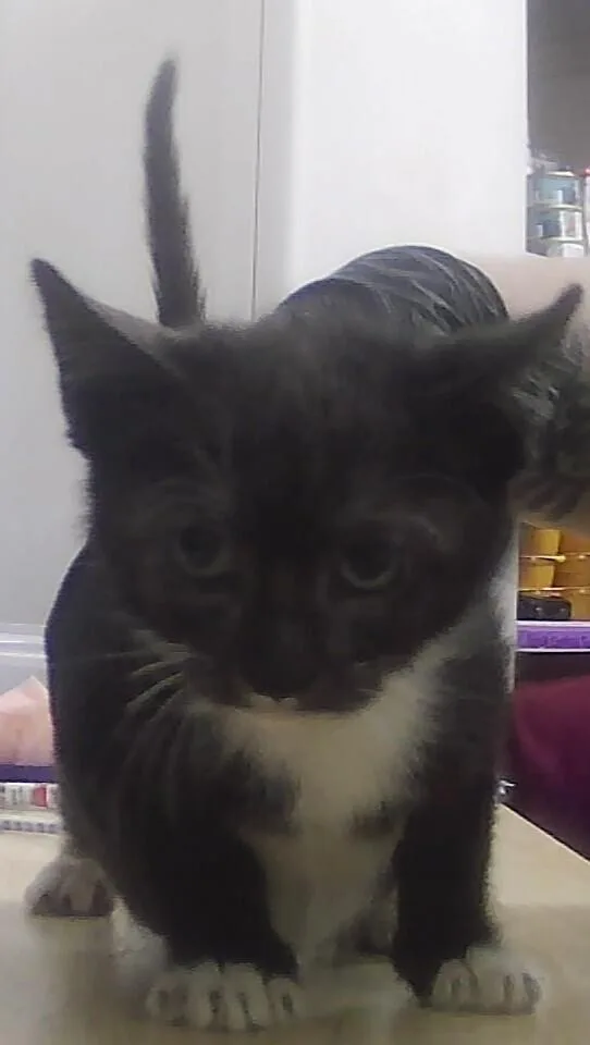 A baby small-sized male Black & White / Tuxedo Domestic Short Hair cat named Crow for adoption in Anoka, MN