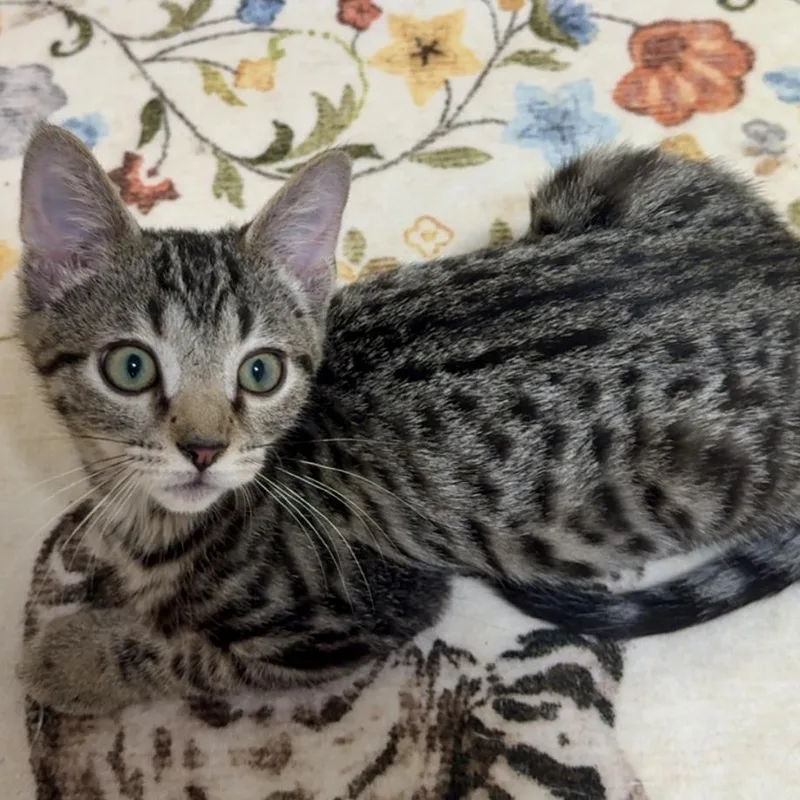 A baby small-sized male Tabby (Buff / Tan / Fawn) Domestic Short Hair cat named Fujifilm for adoption in Richmond, VA