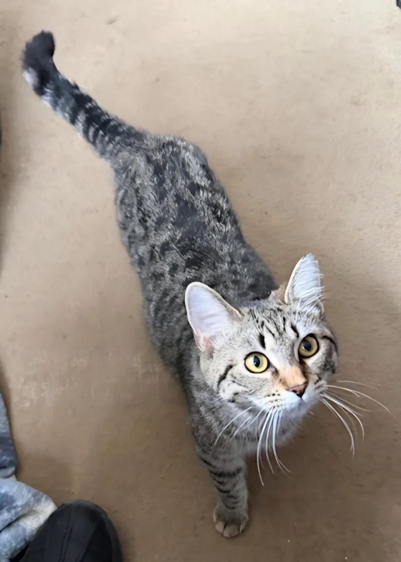 Princess thumbnail 4