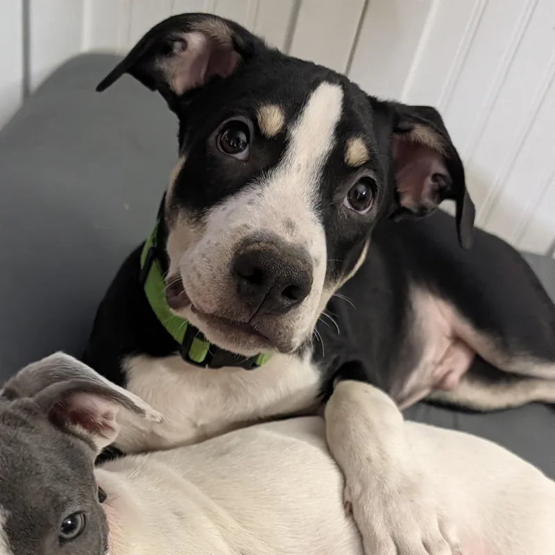 A baby medium-sized male Tricolor (Brown, Black, & White) Mixed Breed dog named Bear for adoption in Bastrop, TX