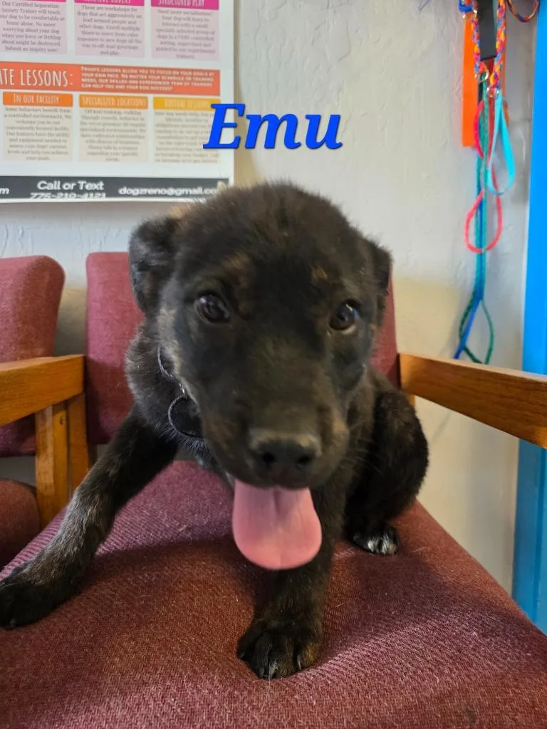 Emu