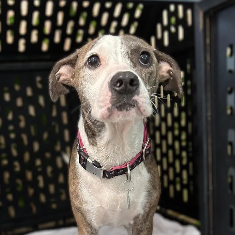 An adult medium-sized female Chihuahua dog named Cookie for adoption in Tampa, FL