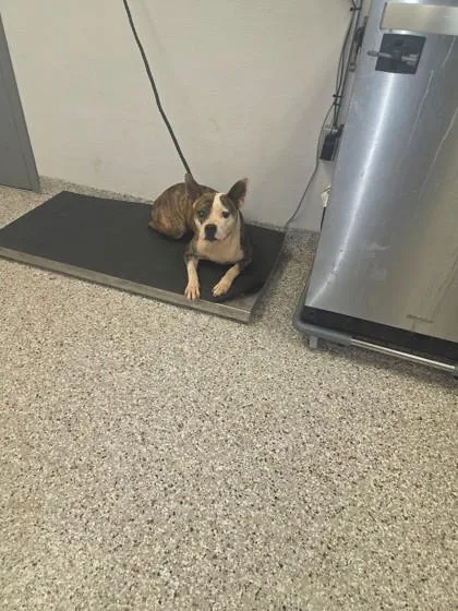 An adult large-sized female Pit Bull Terrier dog named Fluttershy for adoption in Gastonia, NC