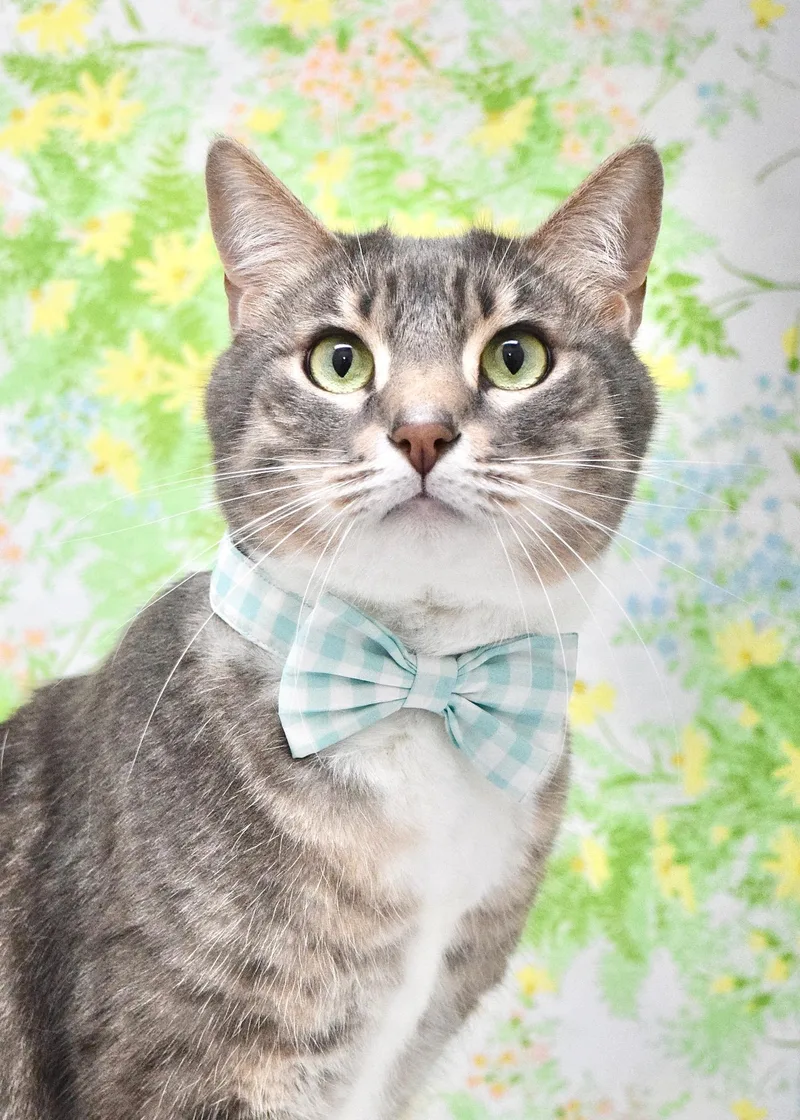 A senior large-sized male Tabby (Gray / Blue / Silver) Domestic Short Hair cat named T.c. for adoption in Dublin, CA
