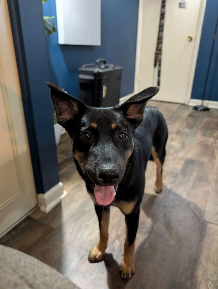 A young medium-sized female Brown / Chocolate German Shepherd Dog dog named Belle for adoption in Evansville, IN