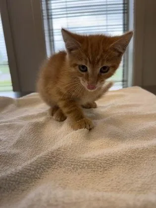 A young small-sized male Domestic Short Hair cat named Mordecai for adoption in Lafayette, IN