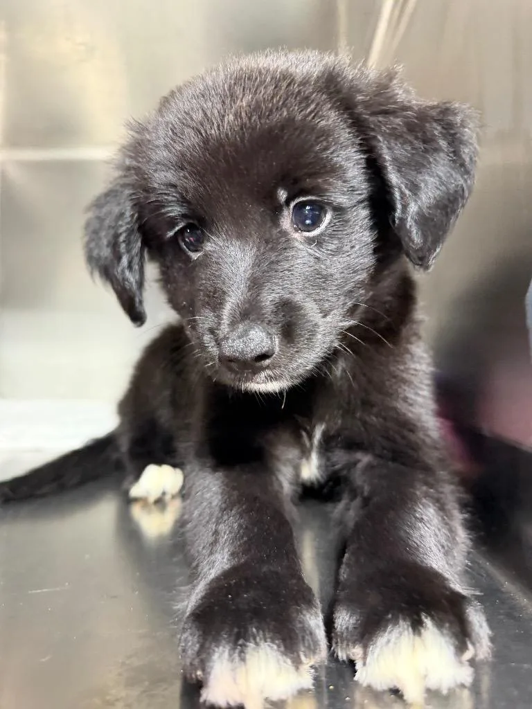 A baby medium-sized female Portuguese Water Dog dog named Glory $ for adoption in Milwaukee, WI