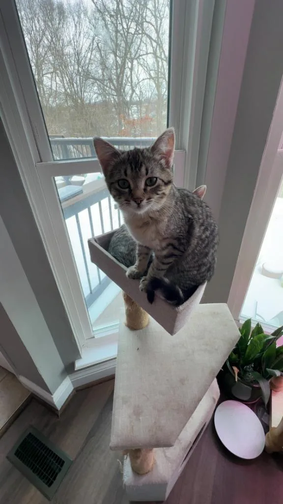 Stevie Nicks thumbnail 2