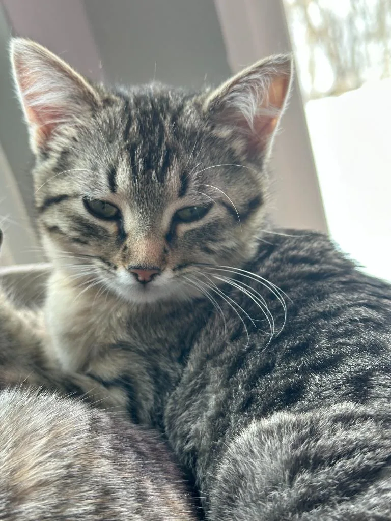 Stevie Nicks thumbnail 3